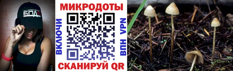 Псилоцибиновые грибы Psilocybine cubensis  Купить где  Магадан 